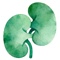 Kidney Transplant Icon