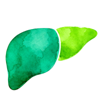 Liver Transplant Icon